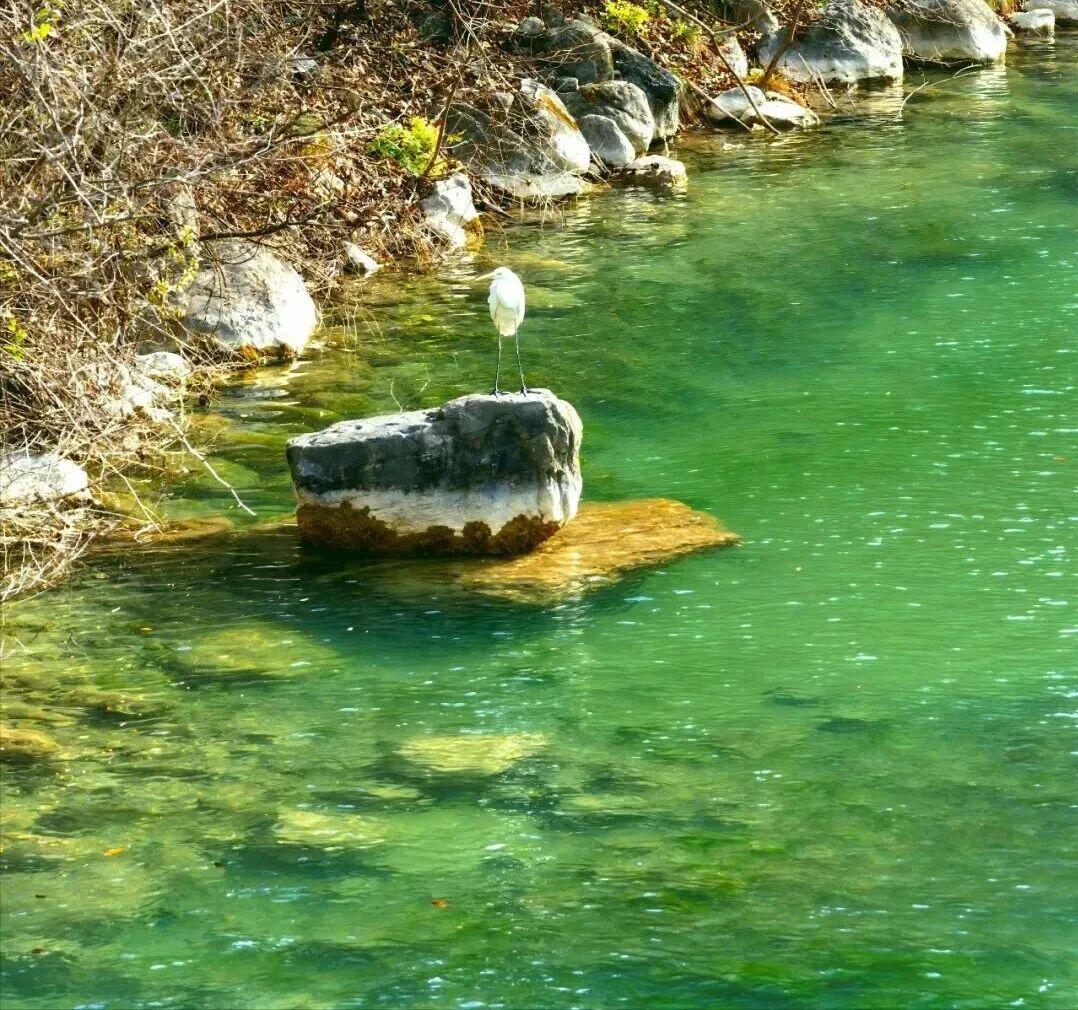 这里有6亿多年前的桃花水母！