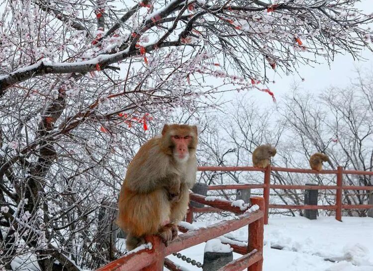 焦作家门口的“九州奇观”！29.9元打卡太行冬景！