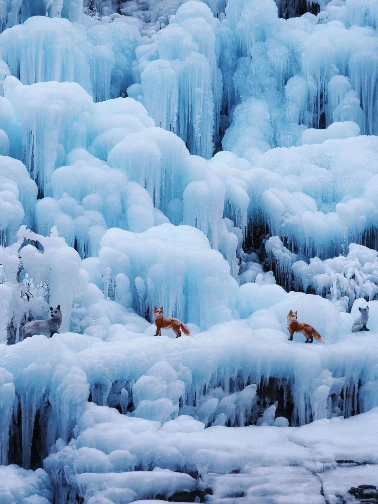 半价实地观影“焦作版冰雪奇缘”！