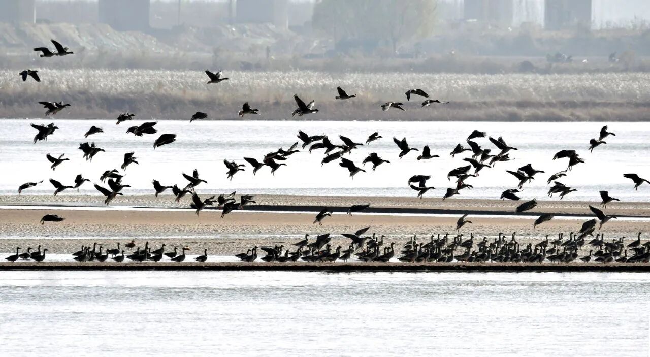 群雁齐飞!今冬观鸟季已到来!