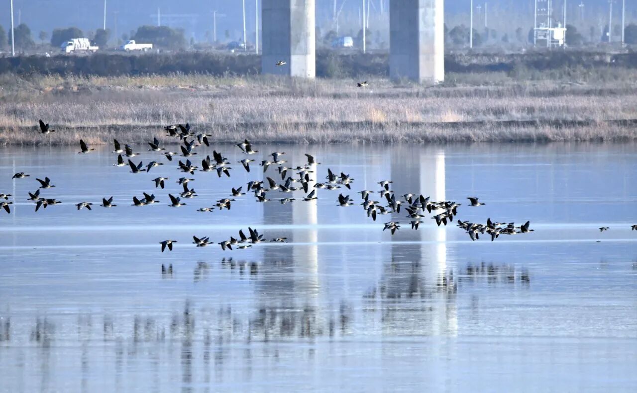 群雁齐飞!今冬观鸟季已到来!