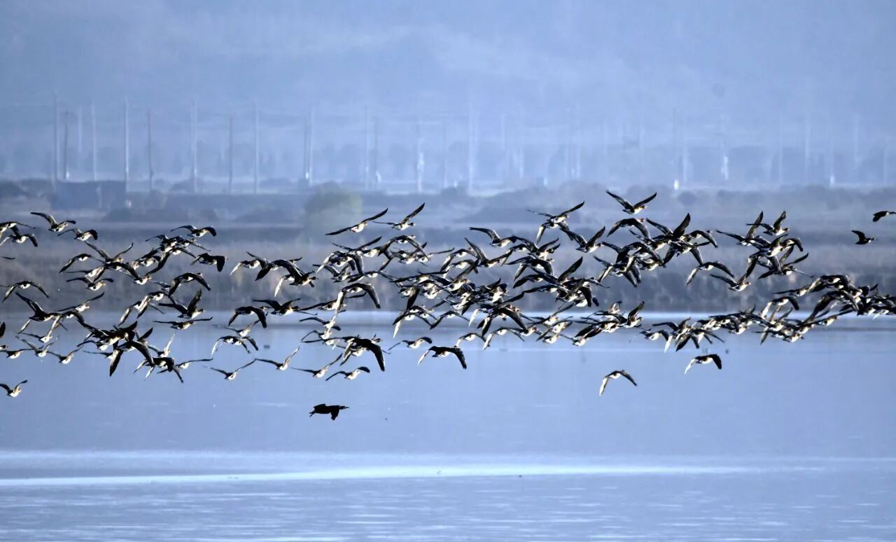 群雁齐飞!今冬观鸟季已到来!