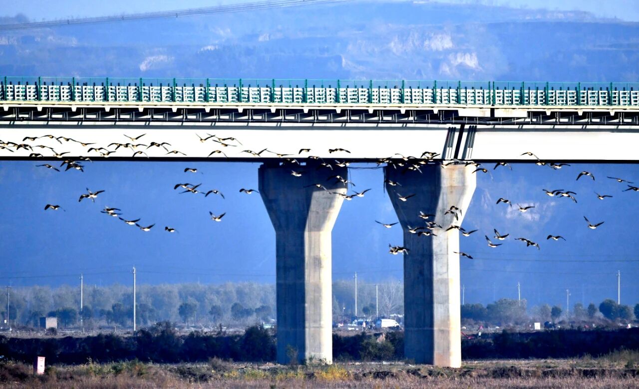 群雁齐飞!今冬观鸟季已到来!