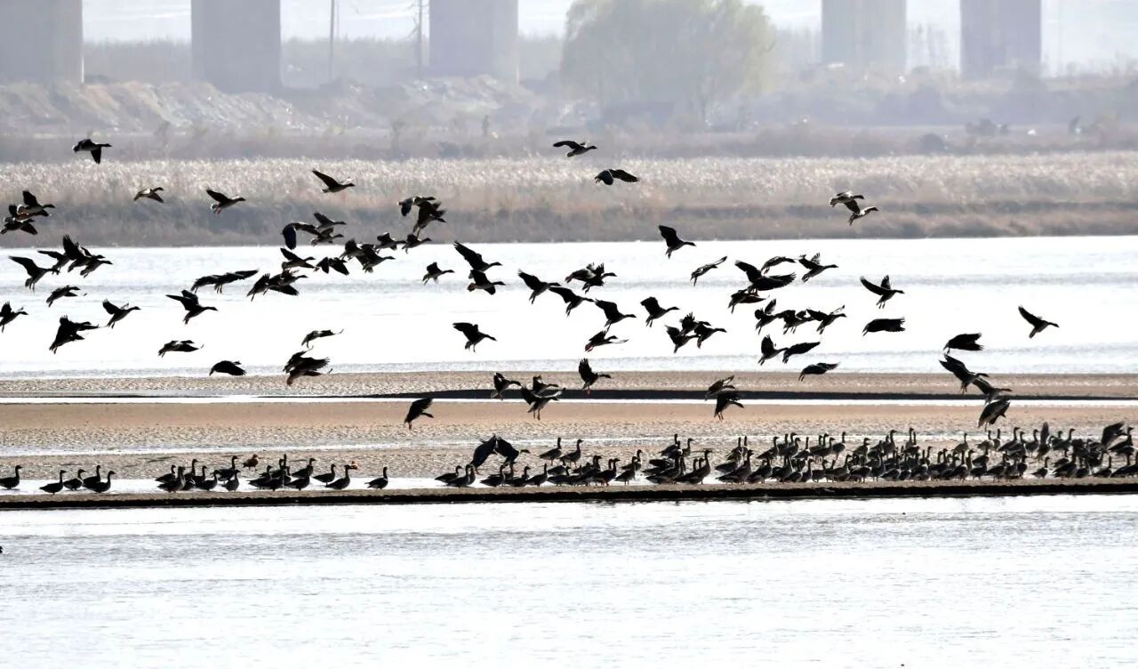 群雁齐飞!今冬观鸟季已到来!