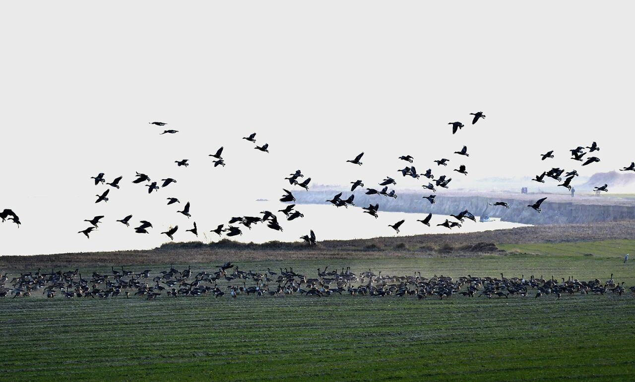 群雁齐飞!今冬观鸟季已到来!
