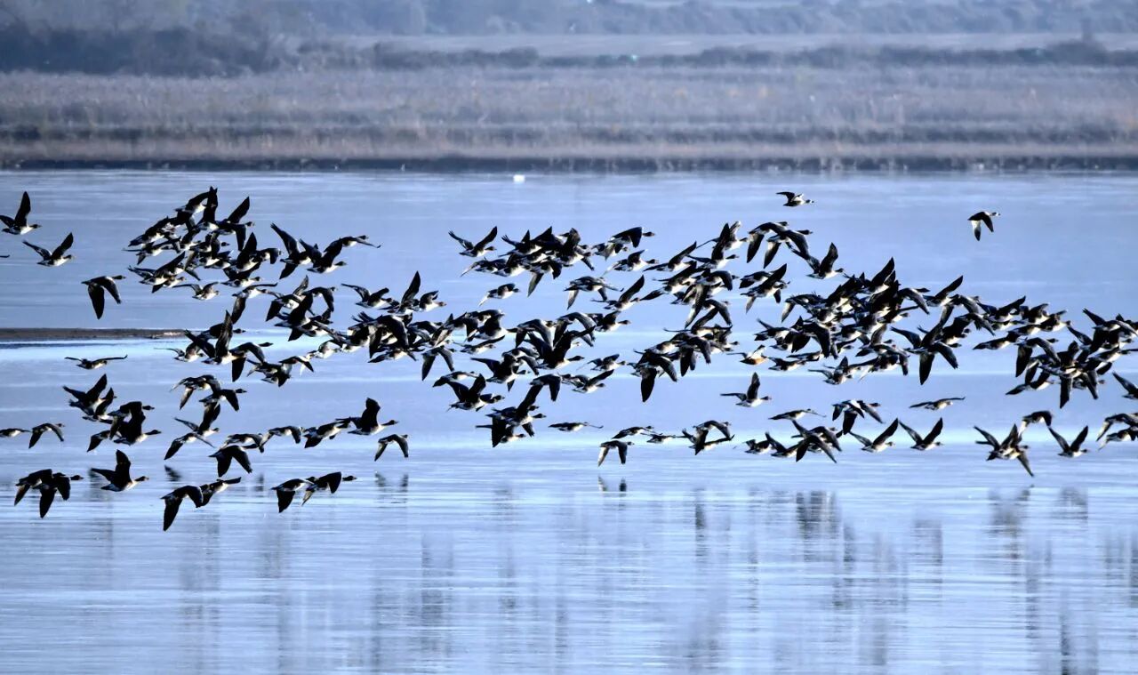 群雁齐飞!今冬观鸟季已到来!