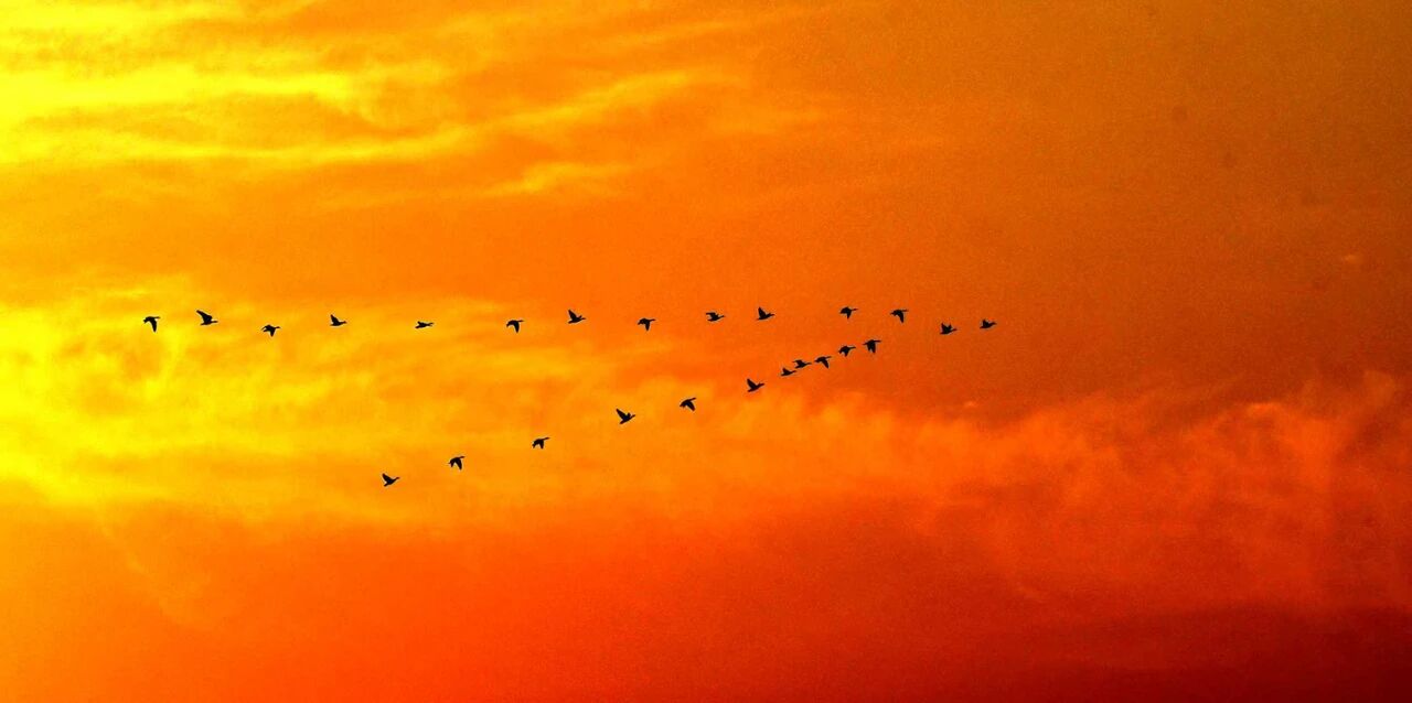 群雁齐飞!今冬观鸟季已到来!