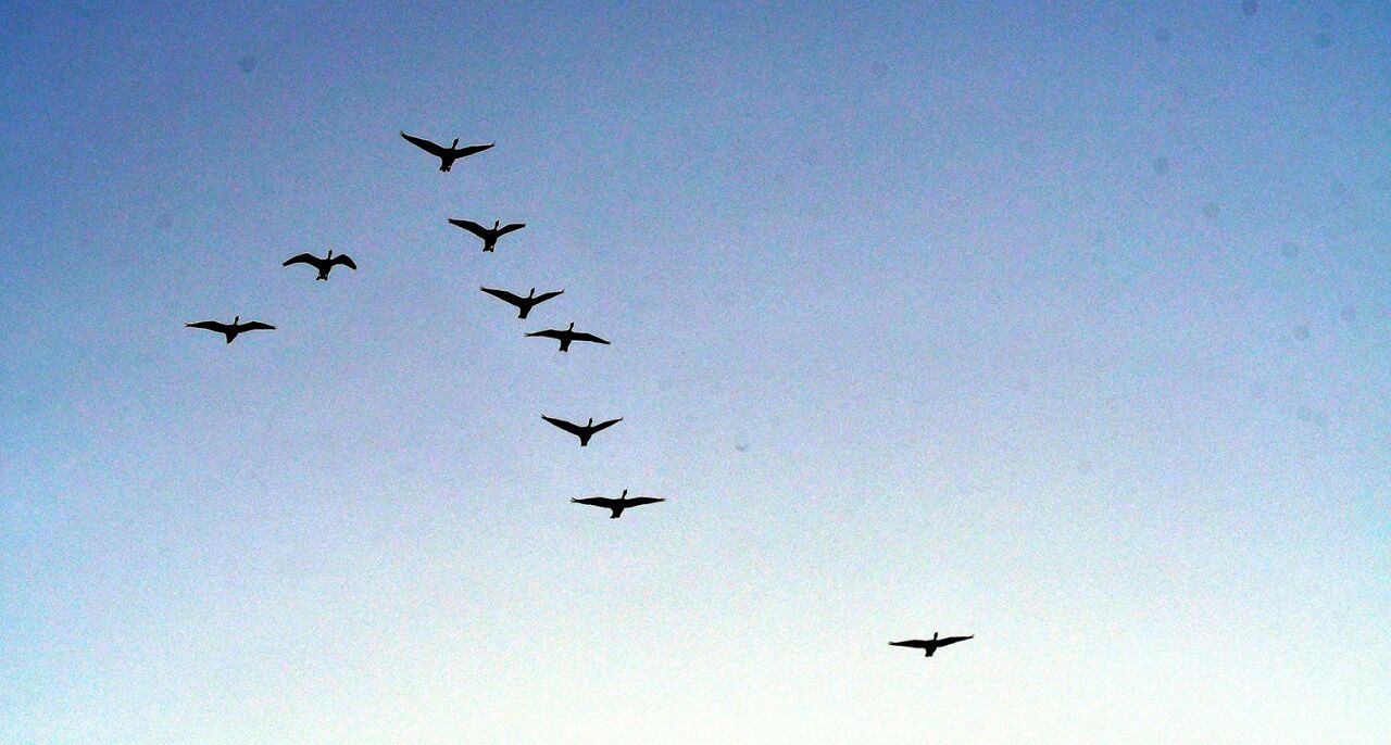 群雁齐飞!今冬观鸟季已到来!