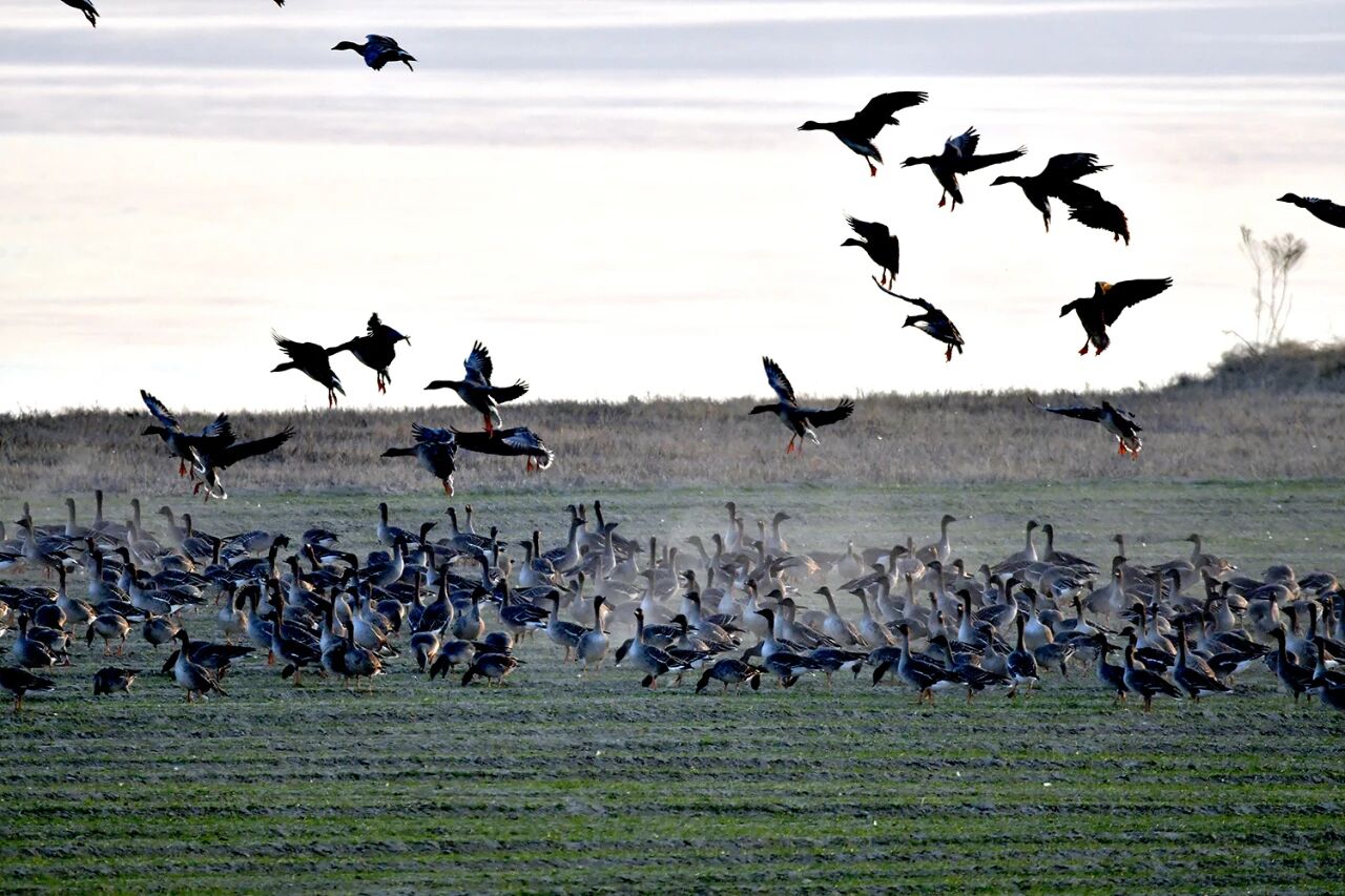 群雁齐飞!今冬观鸟季已到来!
