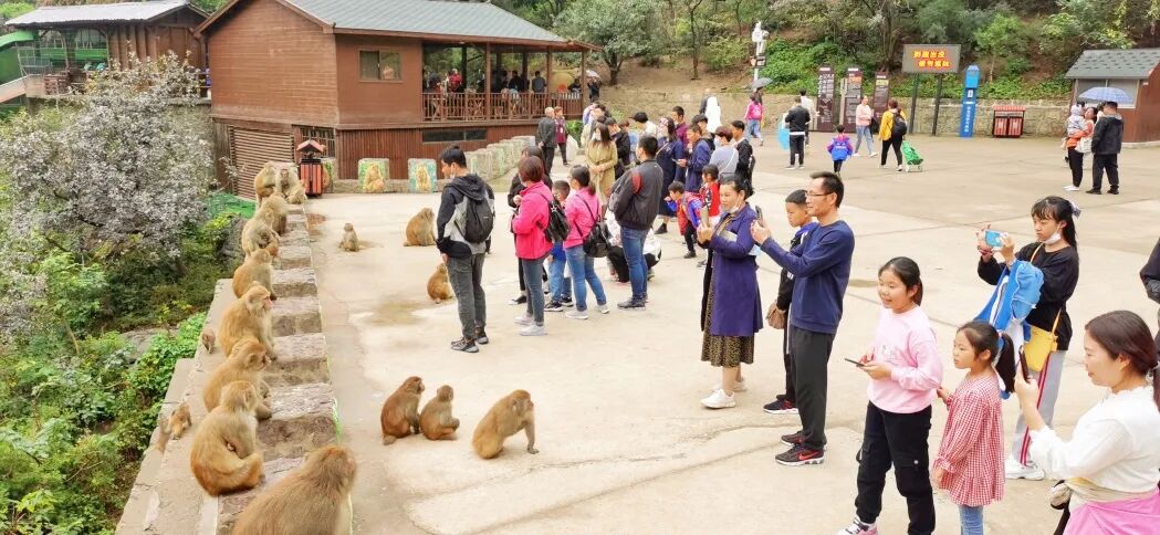 元旦想免门票游神农山？抓住最后的机会！