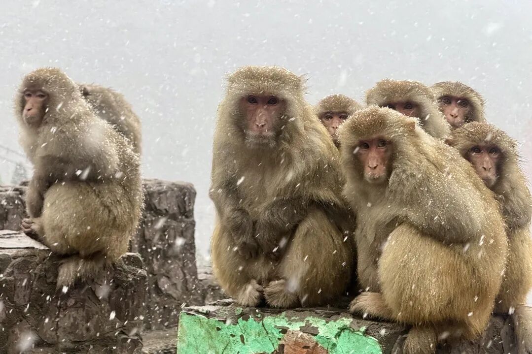 元旦想免门票游神农山？抓住最后的机会！