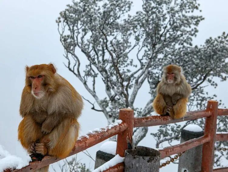 看美景更高速!从这里到神农山仅需3分钟! 看美景更高速!从这里到神农山仅需3分钟!