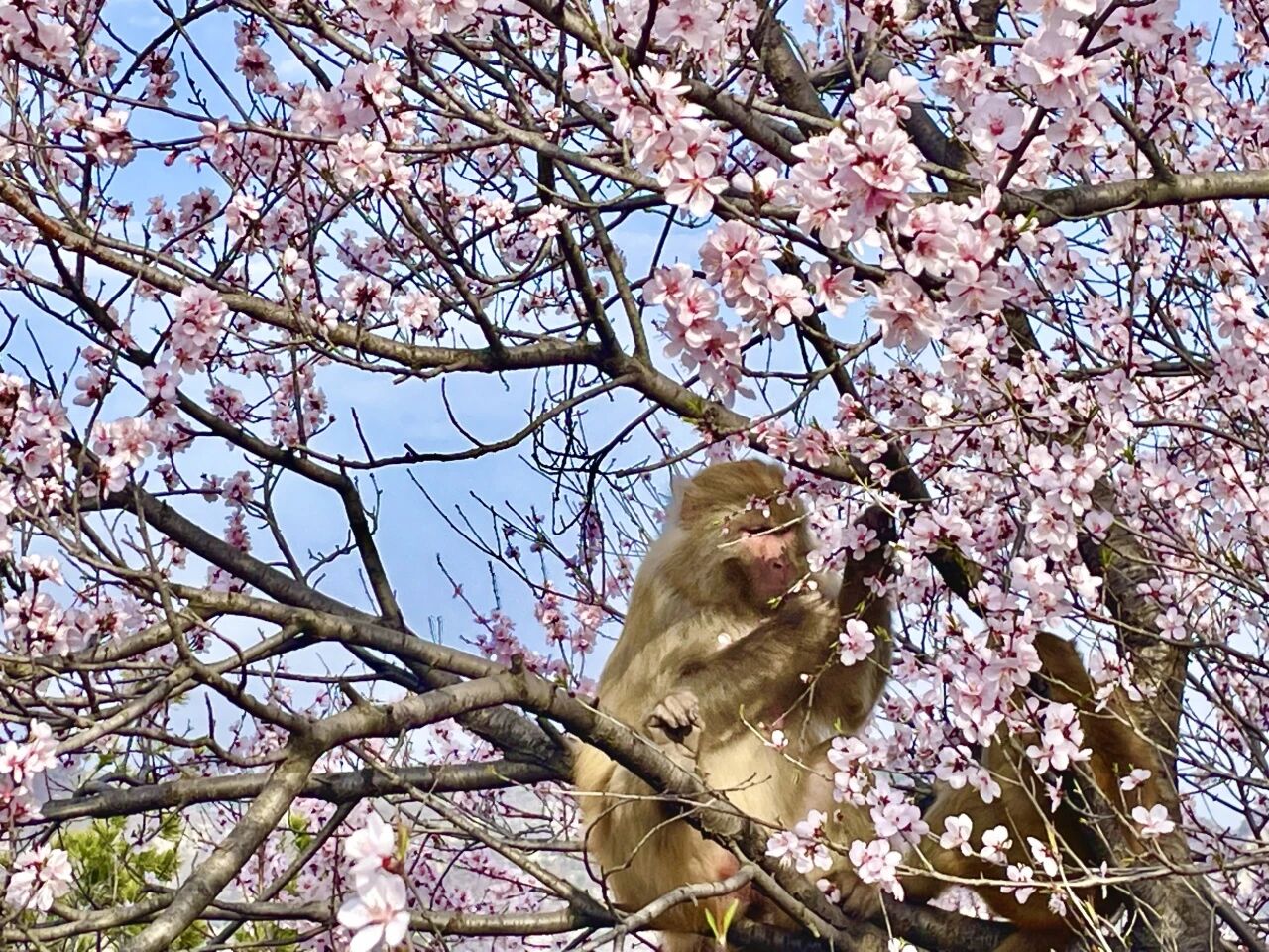 看美景更高速!从这里到神农山仅需3分钟! 看美景更高速!从这里到神农山仅需3分钟!