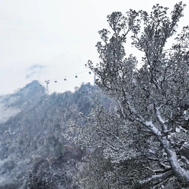 凭过路费票根,神农山免门票! 凭过路费票根,神农山免门票!