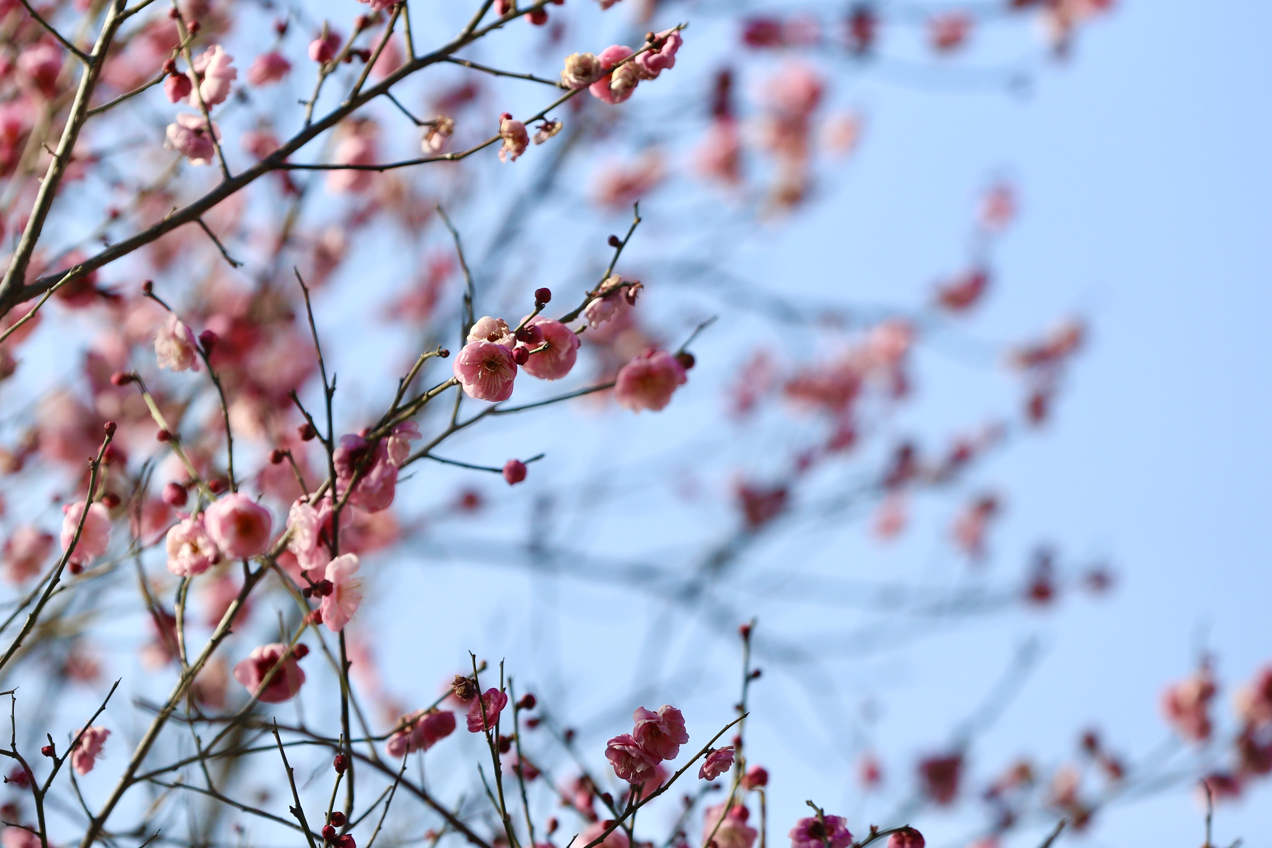 快来拍拍拍！这里蜡梅红梅竞冬光！