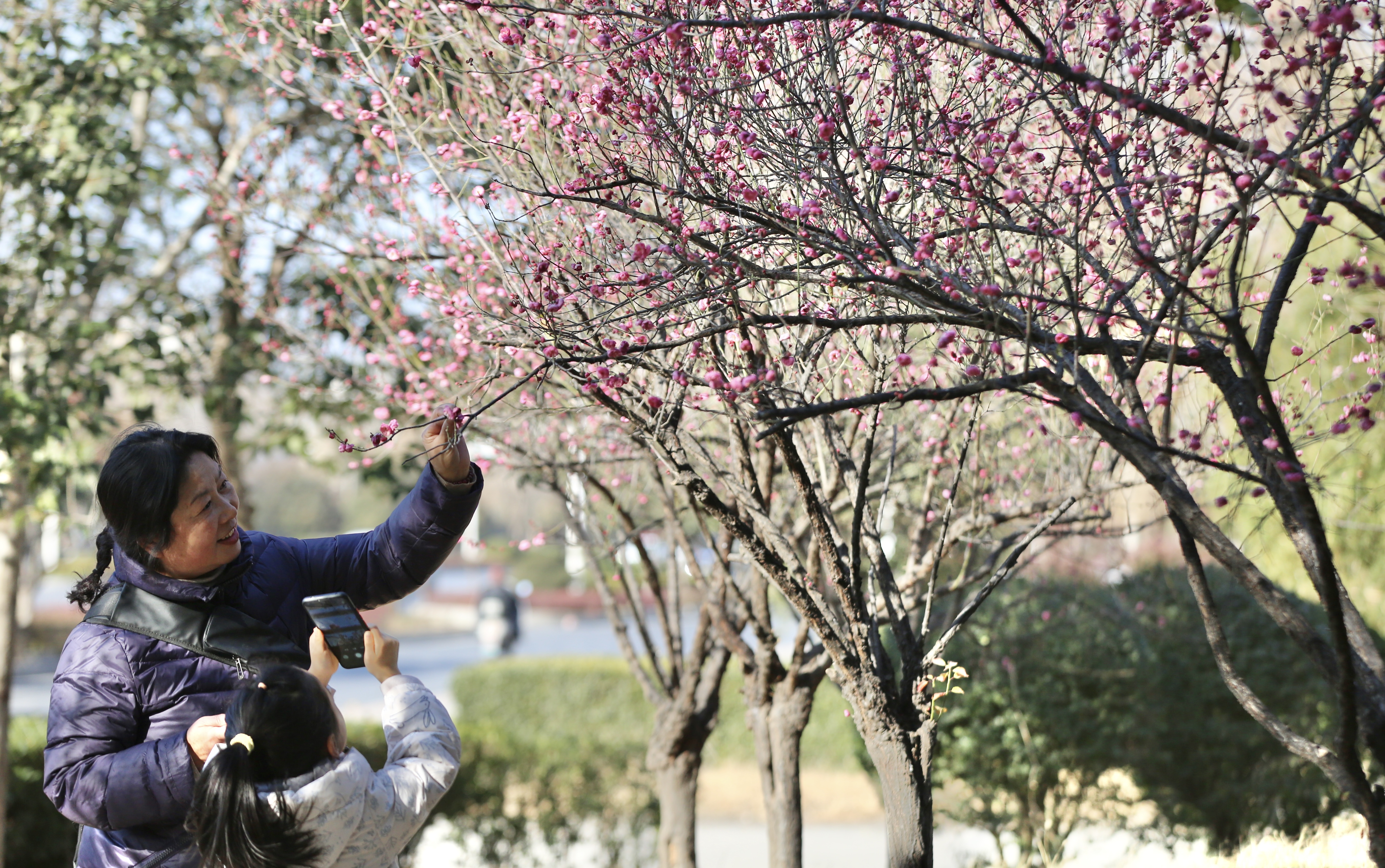 快来拍拍拍！这里蜡梅红梅竞冬光！
