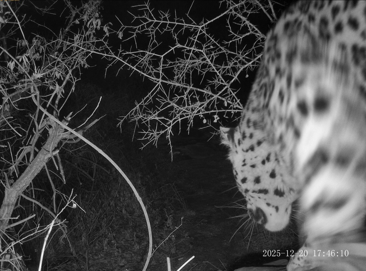 金钱豹再次现身太行山沁阳段