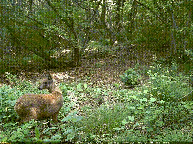 金钱豹再次现身太行山沁阳段