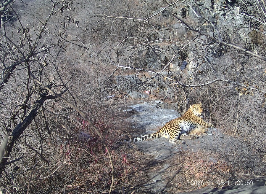 金钱豹再次现身太行山沁阳段
