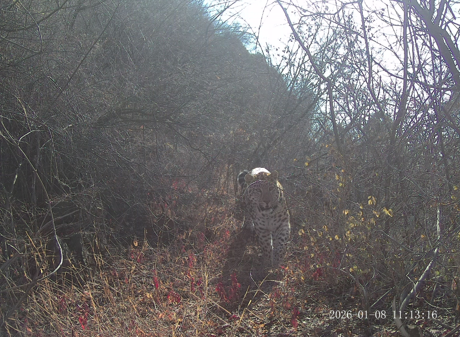 金钱豹再次现身太行山沁阳段
