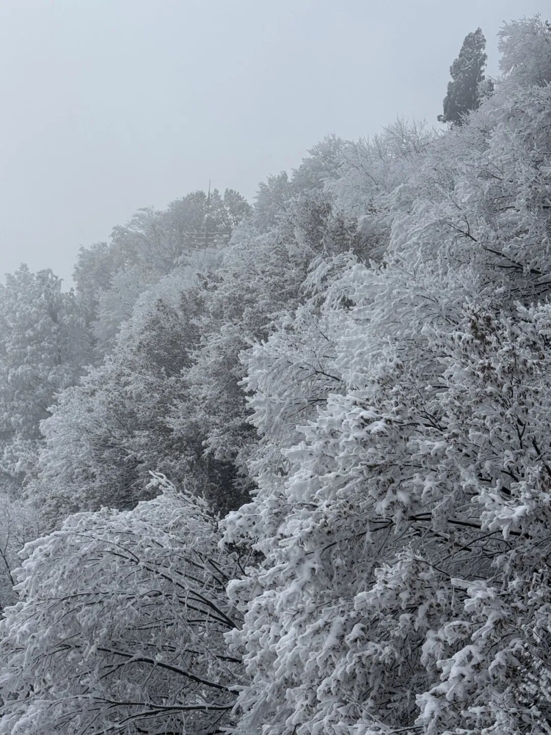 雪覆龙脊、一眼封神！现在去神农山正当时！
