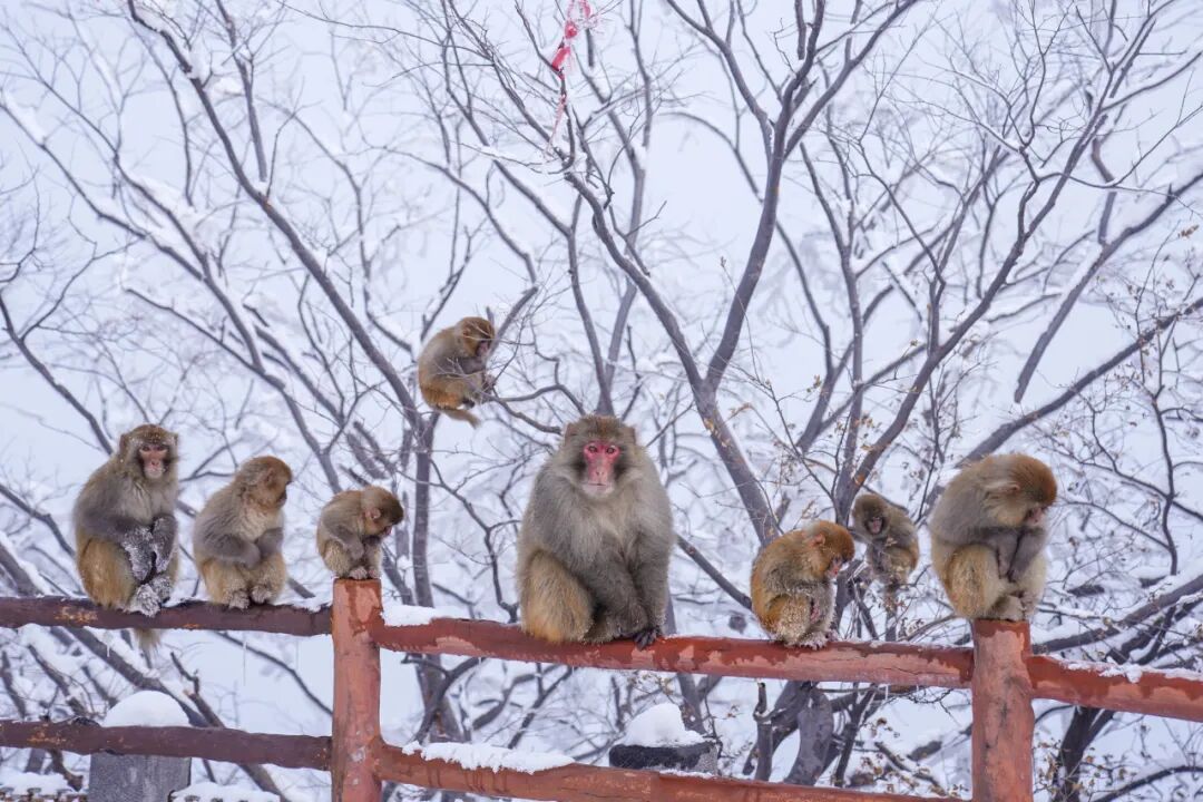 雪覆龙脊、一眼封神！现在去神农山正当时！