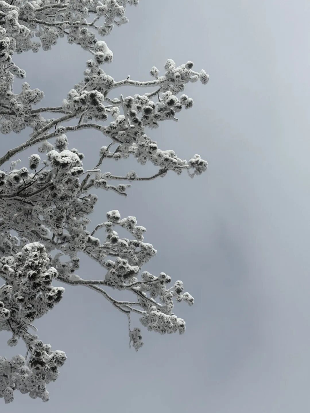 雪覆龙脊、一眼封神！现在去神农山正当时！