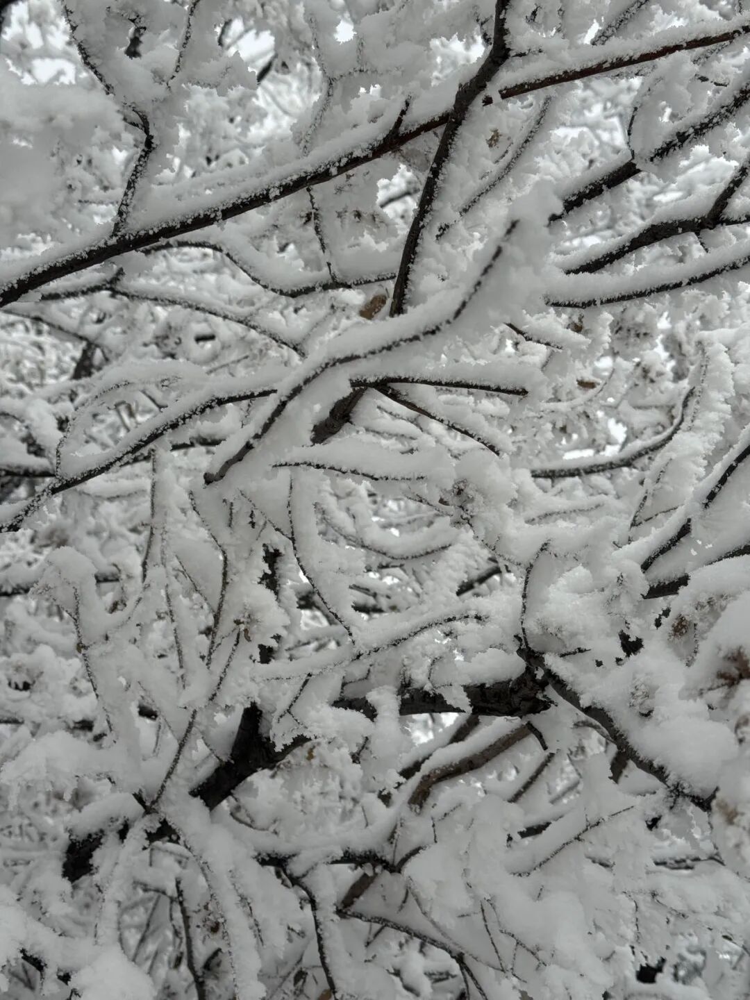 雪覆龙脊、一眼封神！现在去神农山正当时！
