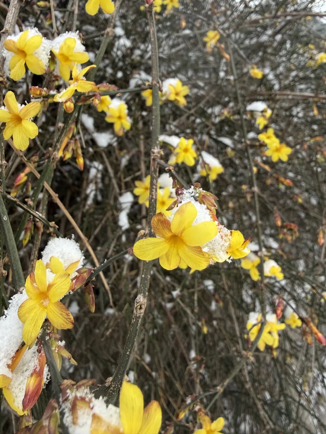 雪覆龙脊、一眼封神！现在去神农山正当时！