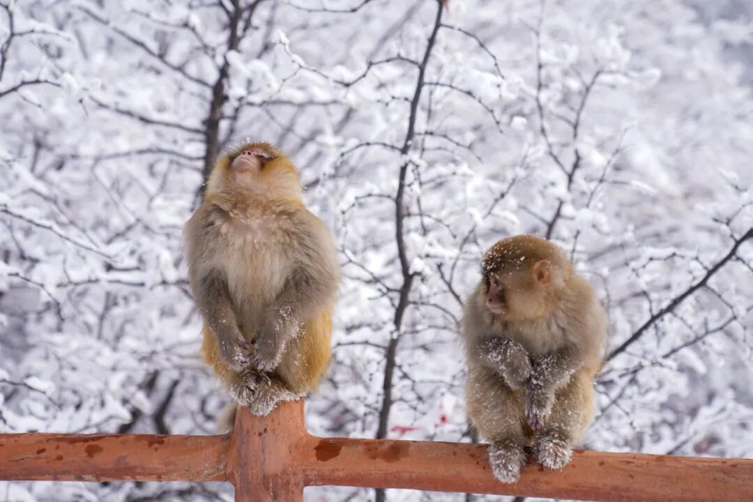 雪覆龙脊、一眼封神！现在去神农山正当时！