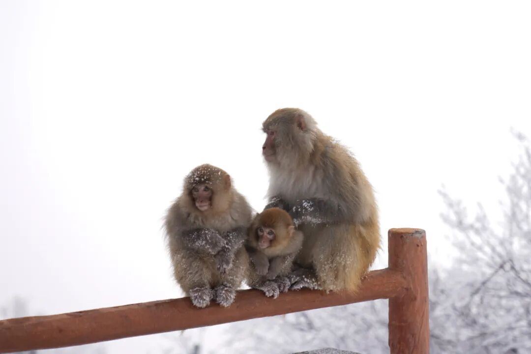 雪覆龙脊、一眼封神！现在去神农山正当时！