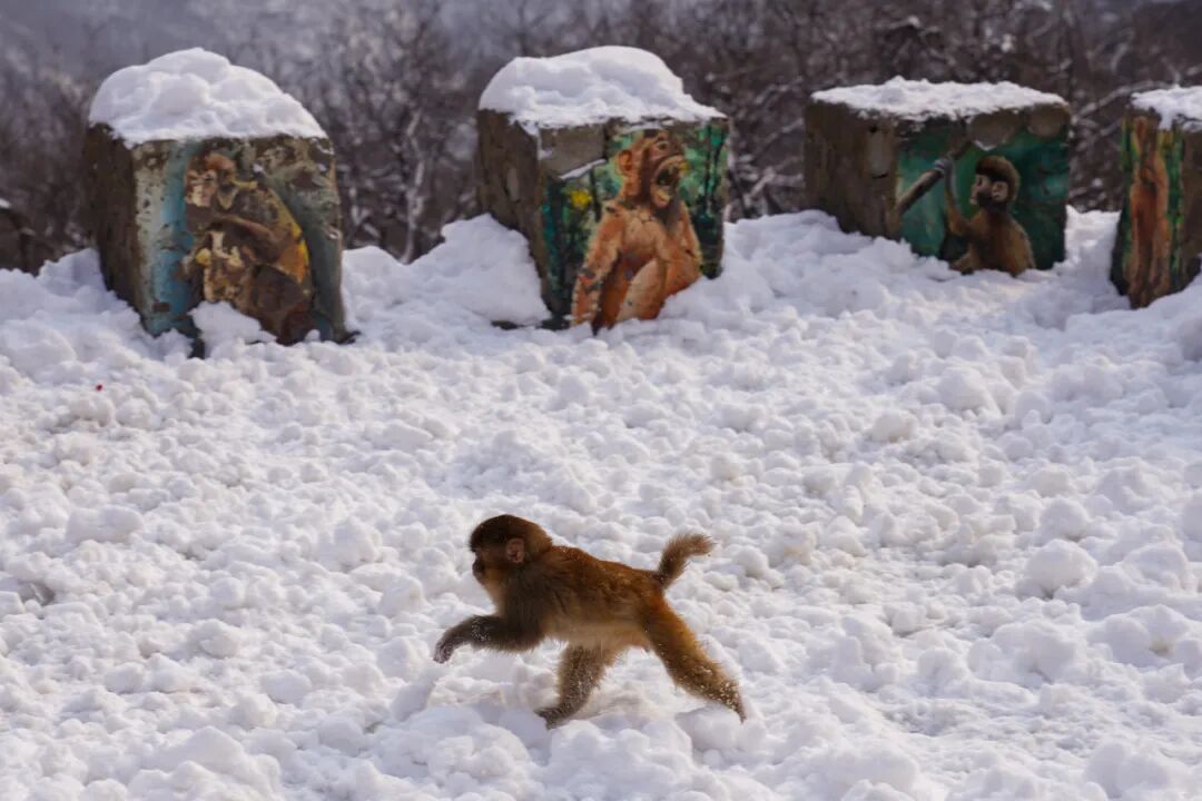 雪覆龙脊、一眼封神！现在去神农山正当时！