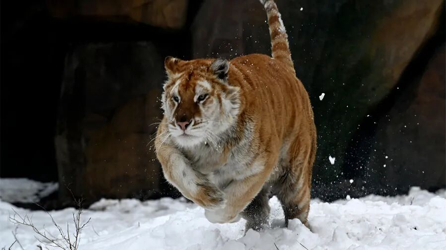 焦作过年·趣游沁阳｜五条精品线路、七大特色活动，年味儿十足！