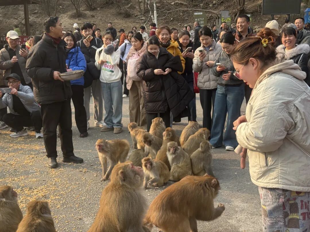 速抢！19.9元神农山春节早鸟票上线！