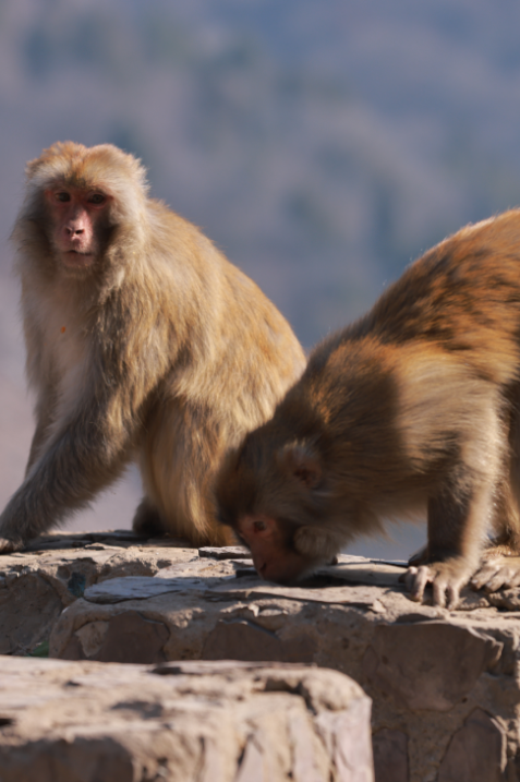 在焦作上春山喽！春节出游就来神农山！