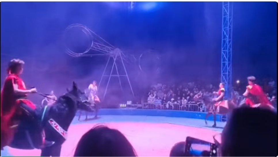 马戏灯展美食！来焦作森林动物园玩过瘾！