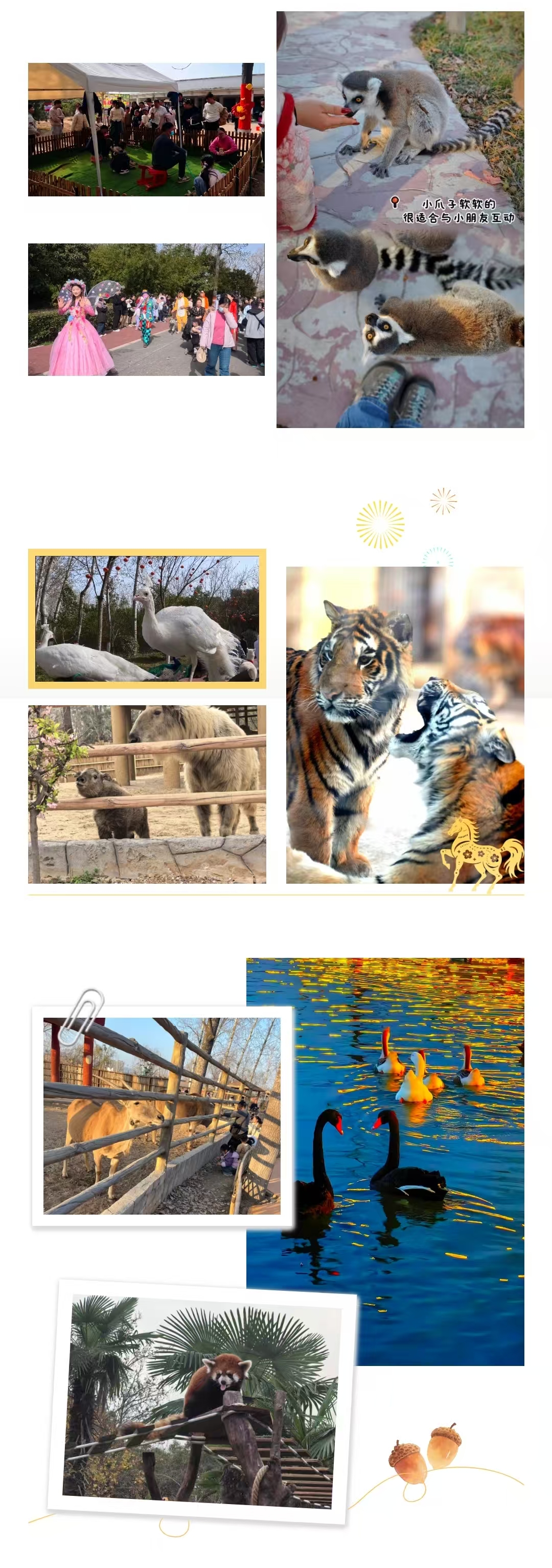 马戏灯展美食！来焦作森林动物园玩过瘾！