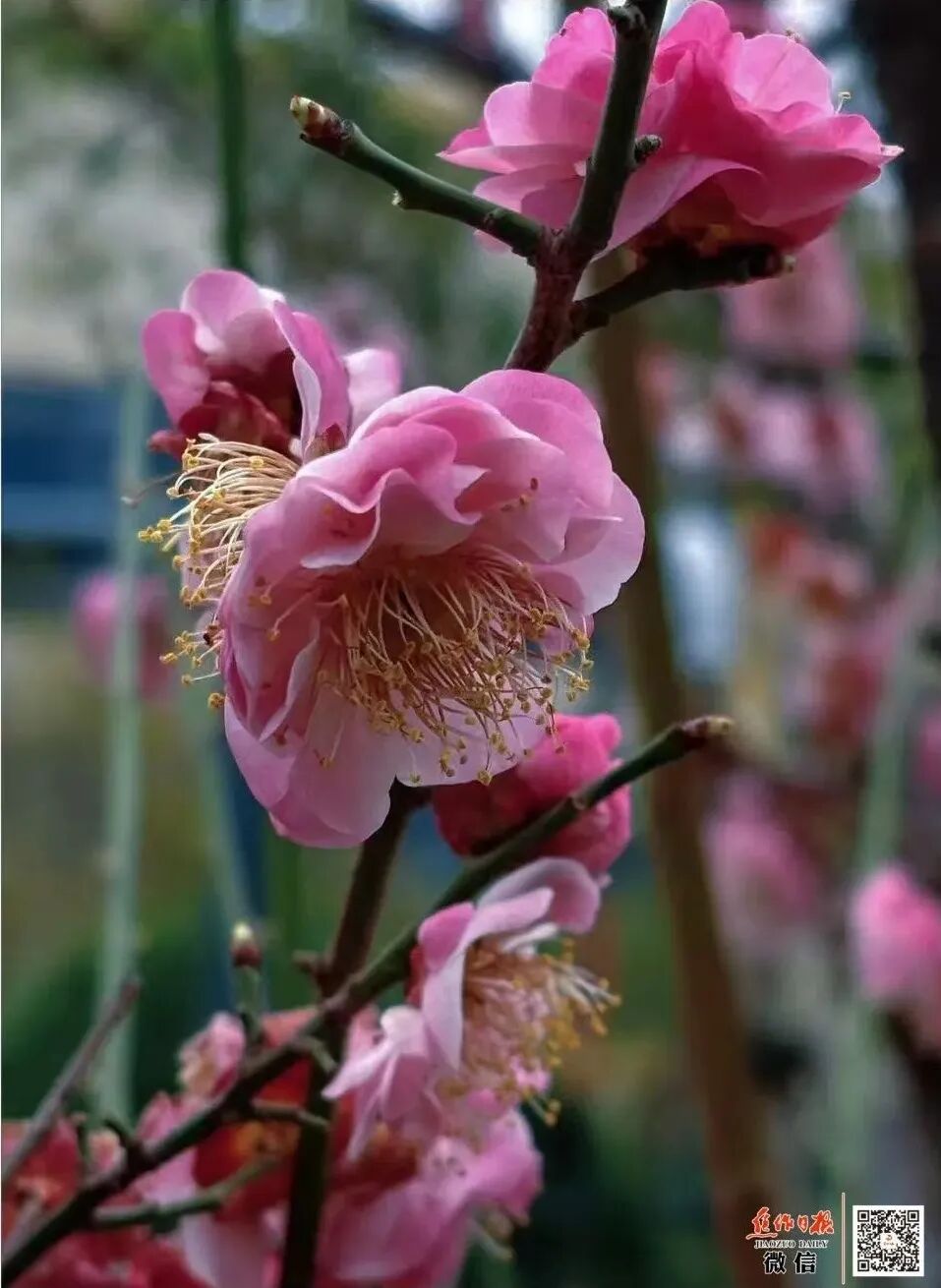 焦作城区赏梅地图来啦！