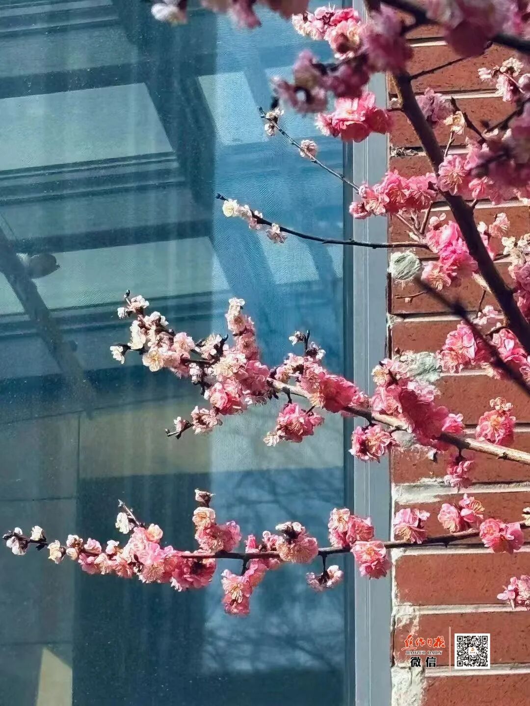 焦作城区赏梅地图来啦！