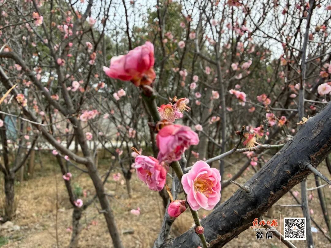 焦作城区赏梅地图来啦！