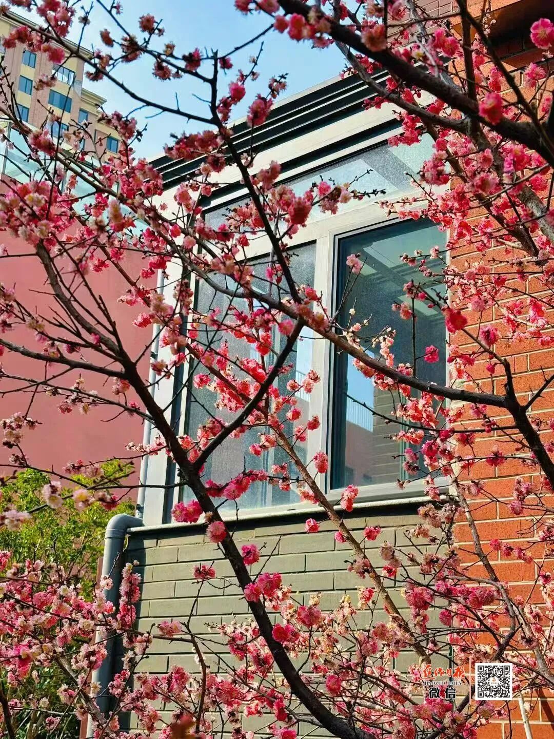 焦作城区赏梅地图来啦！