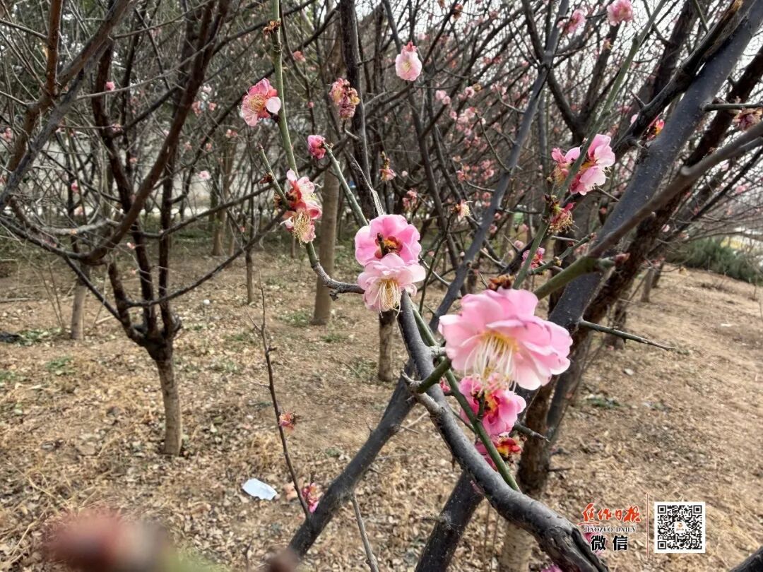 焦作城区赏梅地图来啦！
