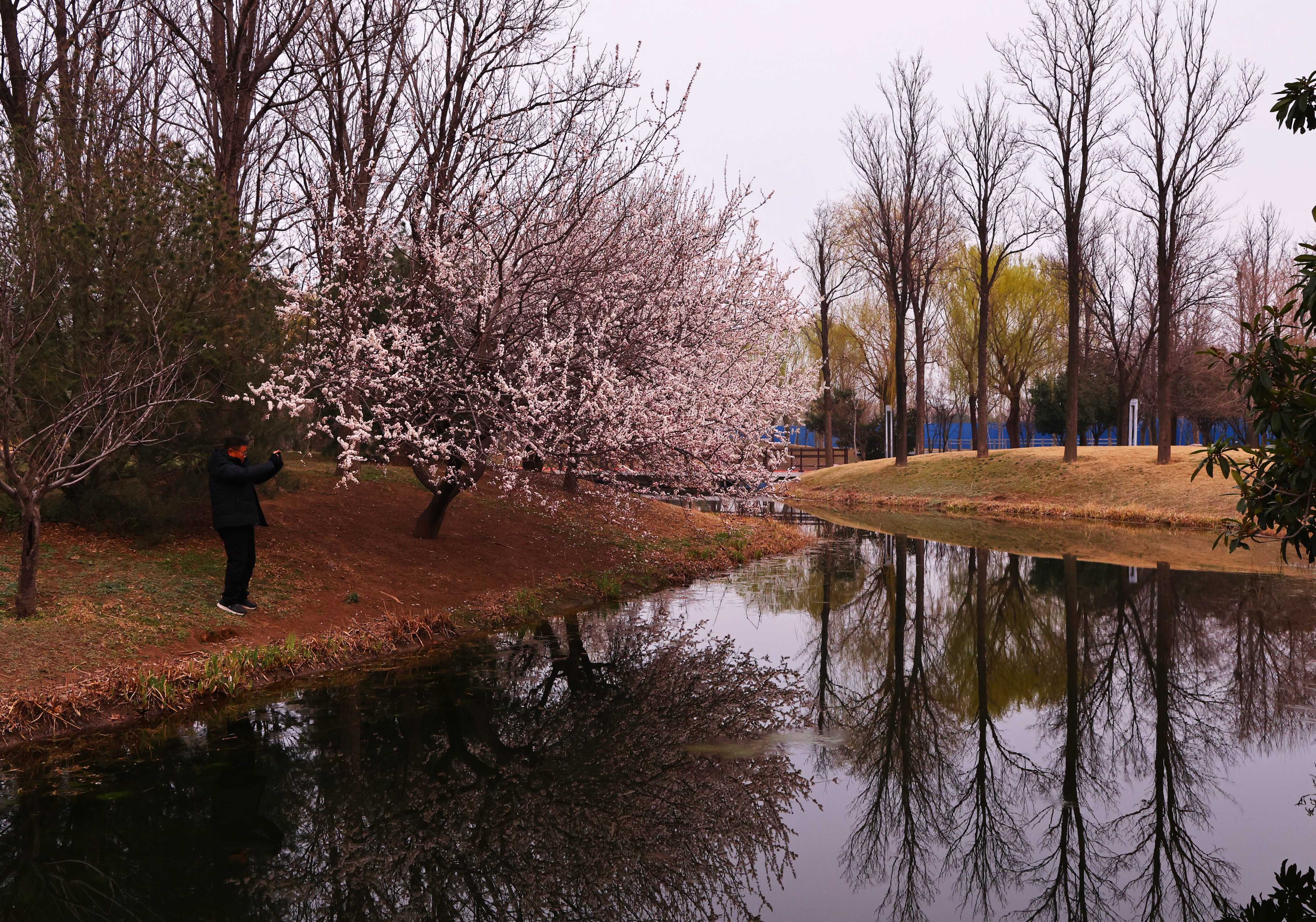 凤仪湖畔杏花开！