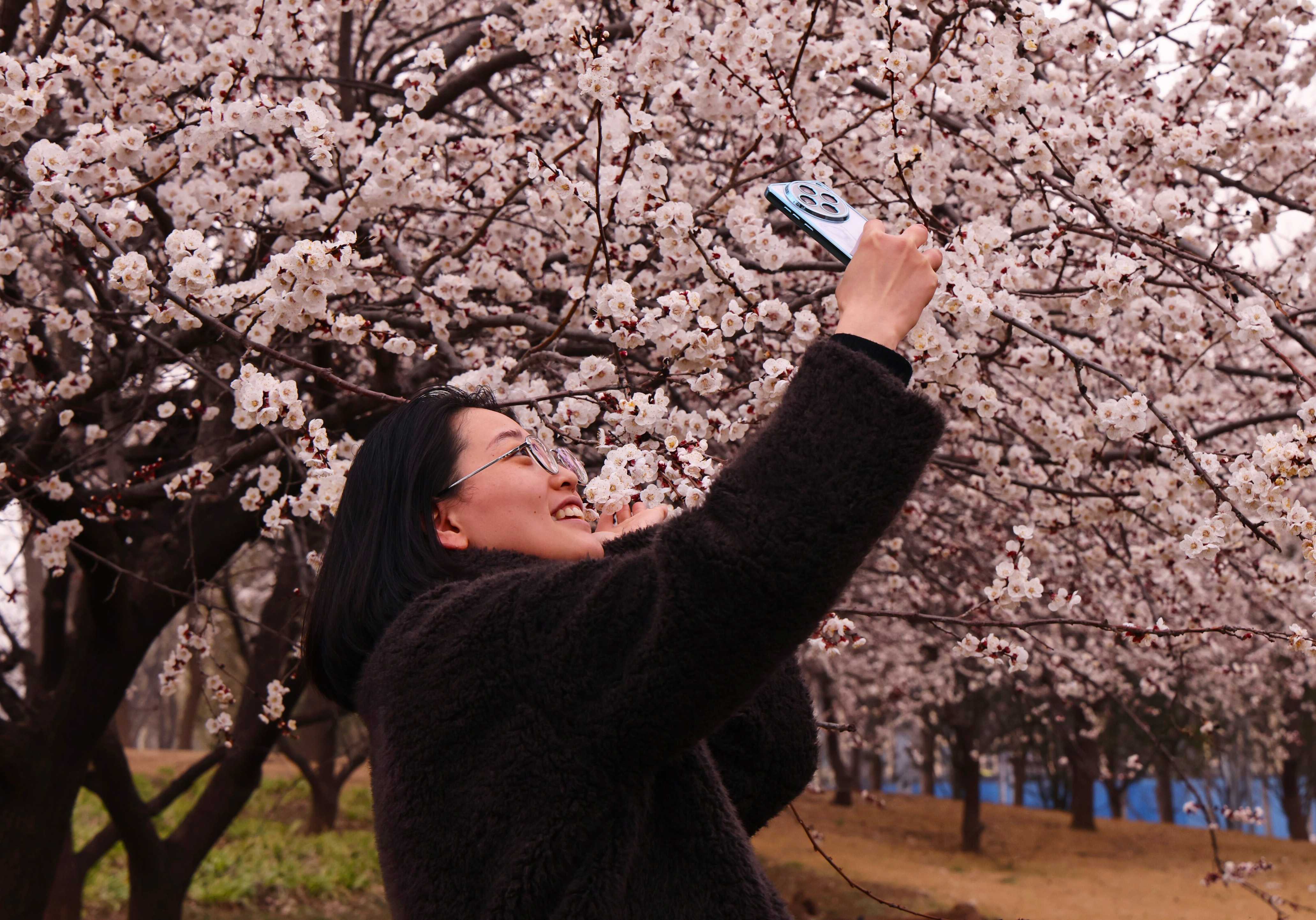 凤仪湖畔杏花开！