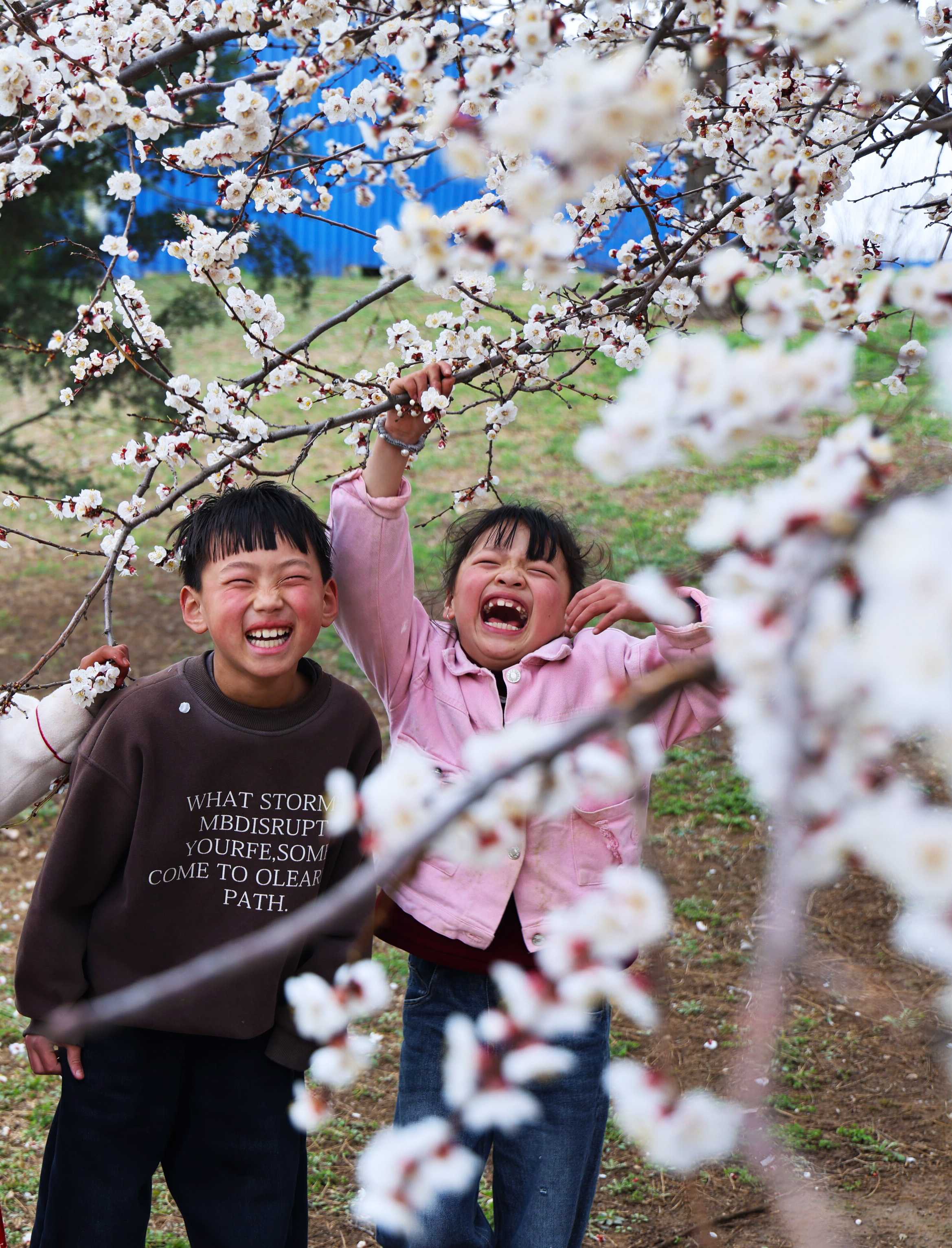 凤仪湖畔杏花开！