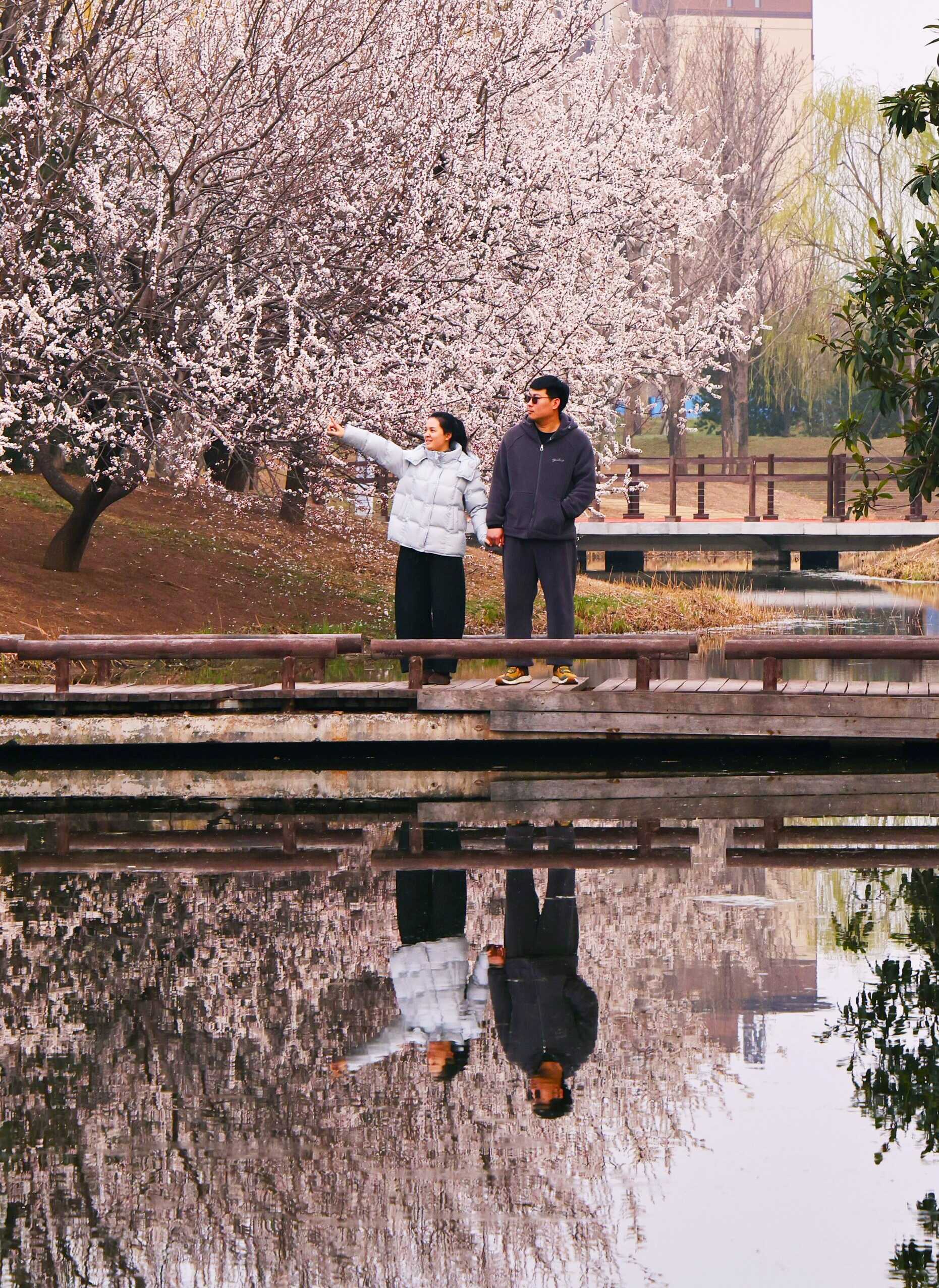 凤仪湖畔杏花开！