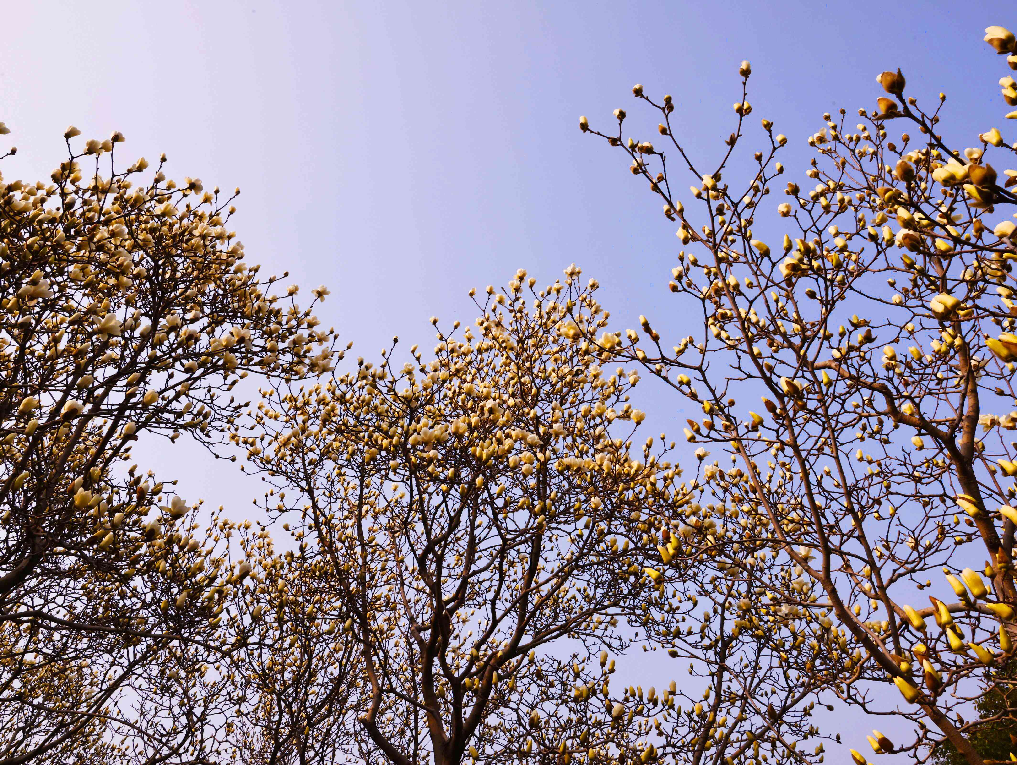 @焦作人 来月季公园赏春花！
