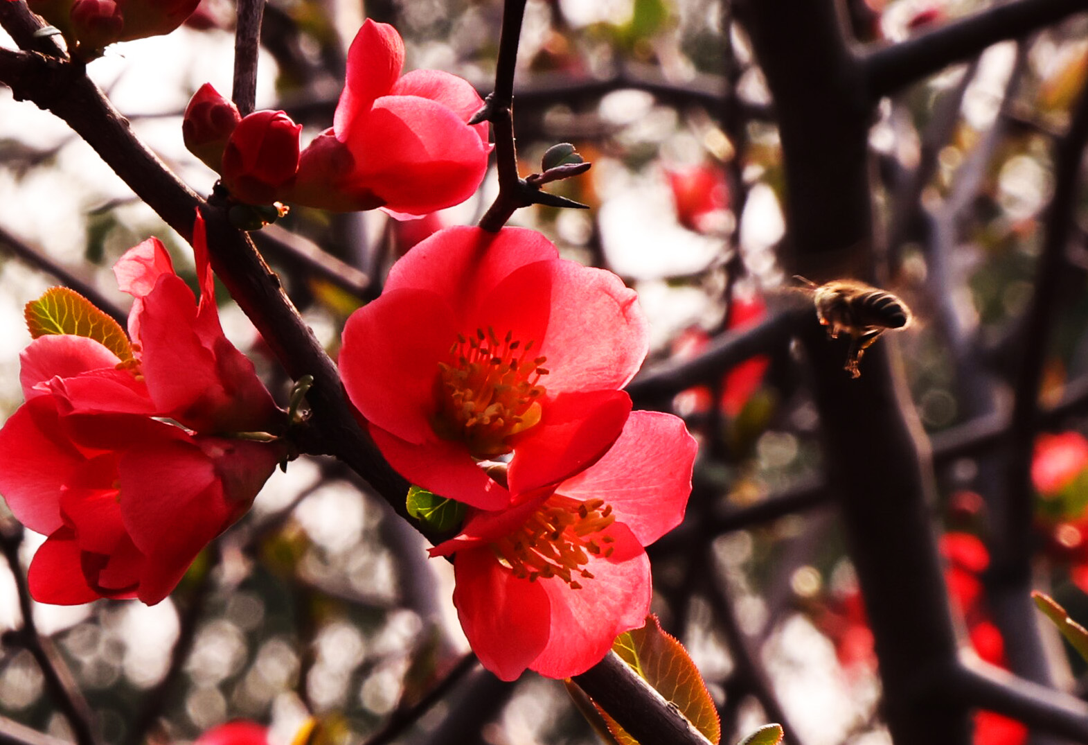 @焦作人 来月季公园赏春花！