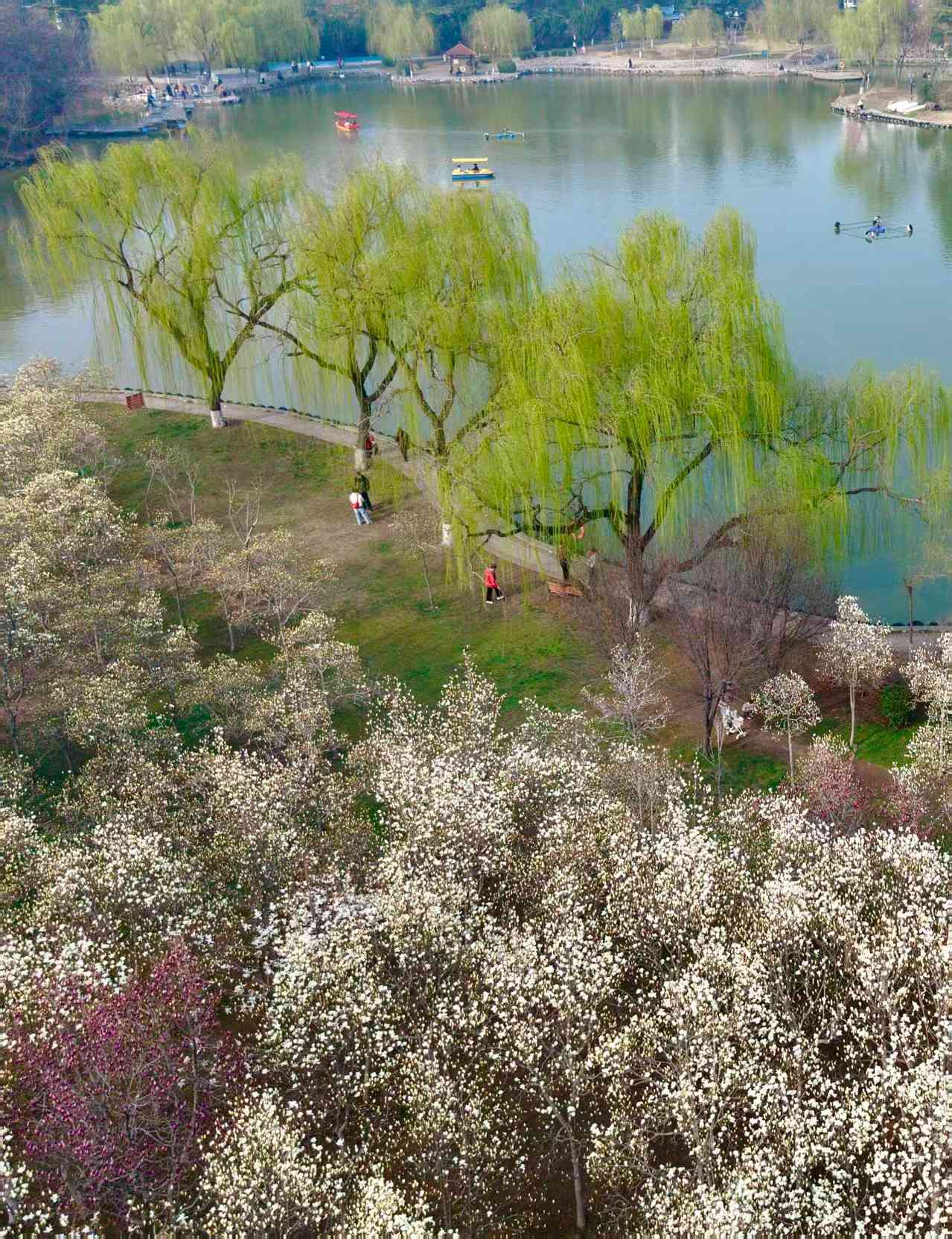 @焦作人 来月季公园赏春花！