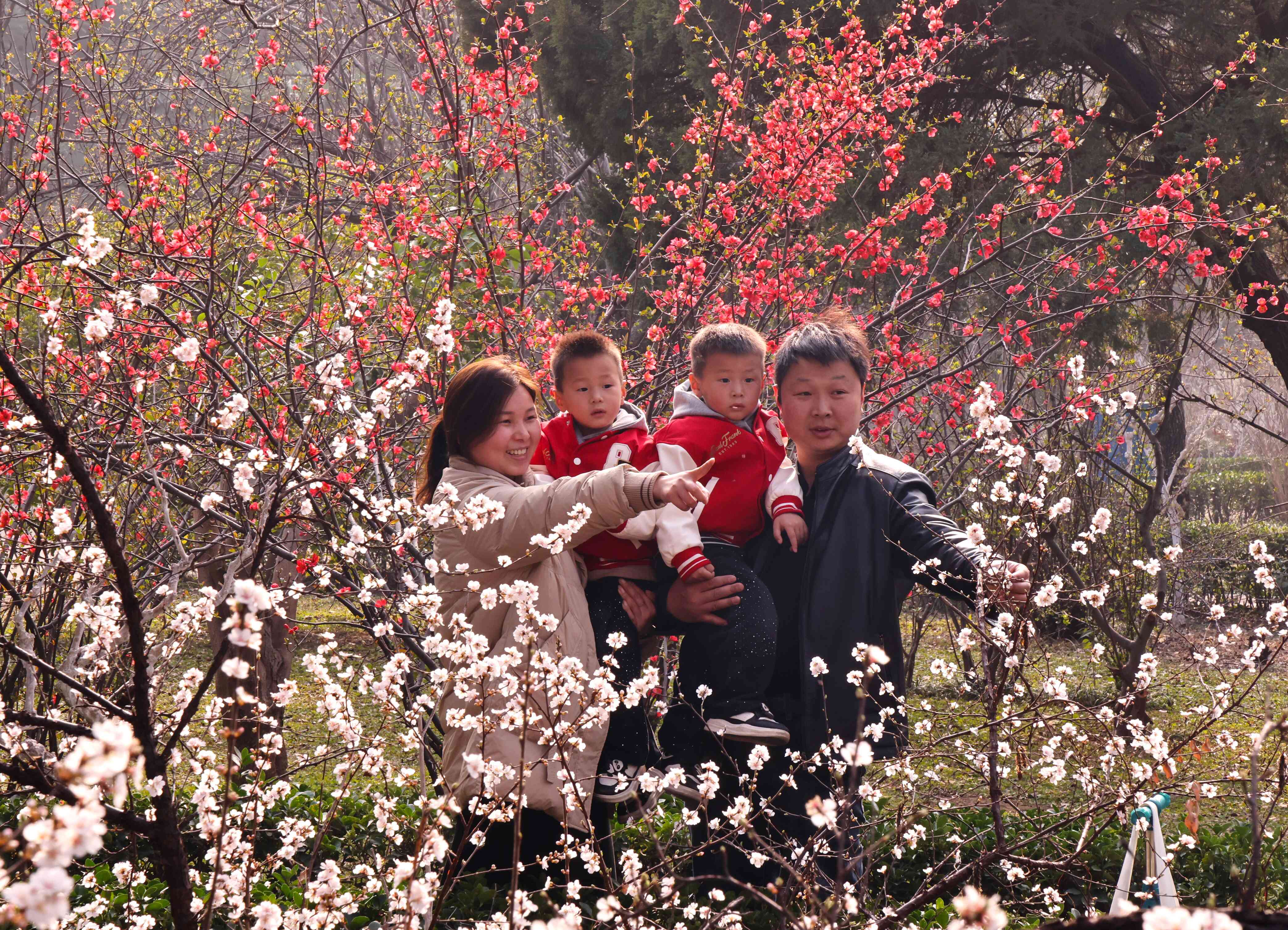 @焦作人 来月季公园赏春花！